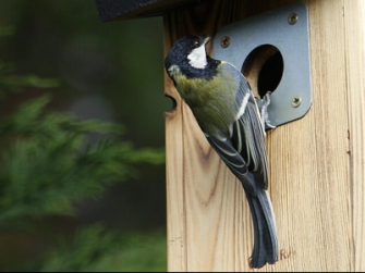 Nestgelegenheid verplicht bij nieuwbouw